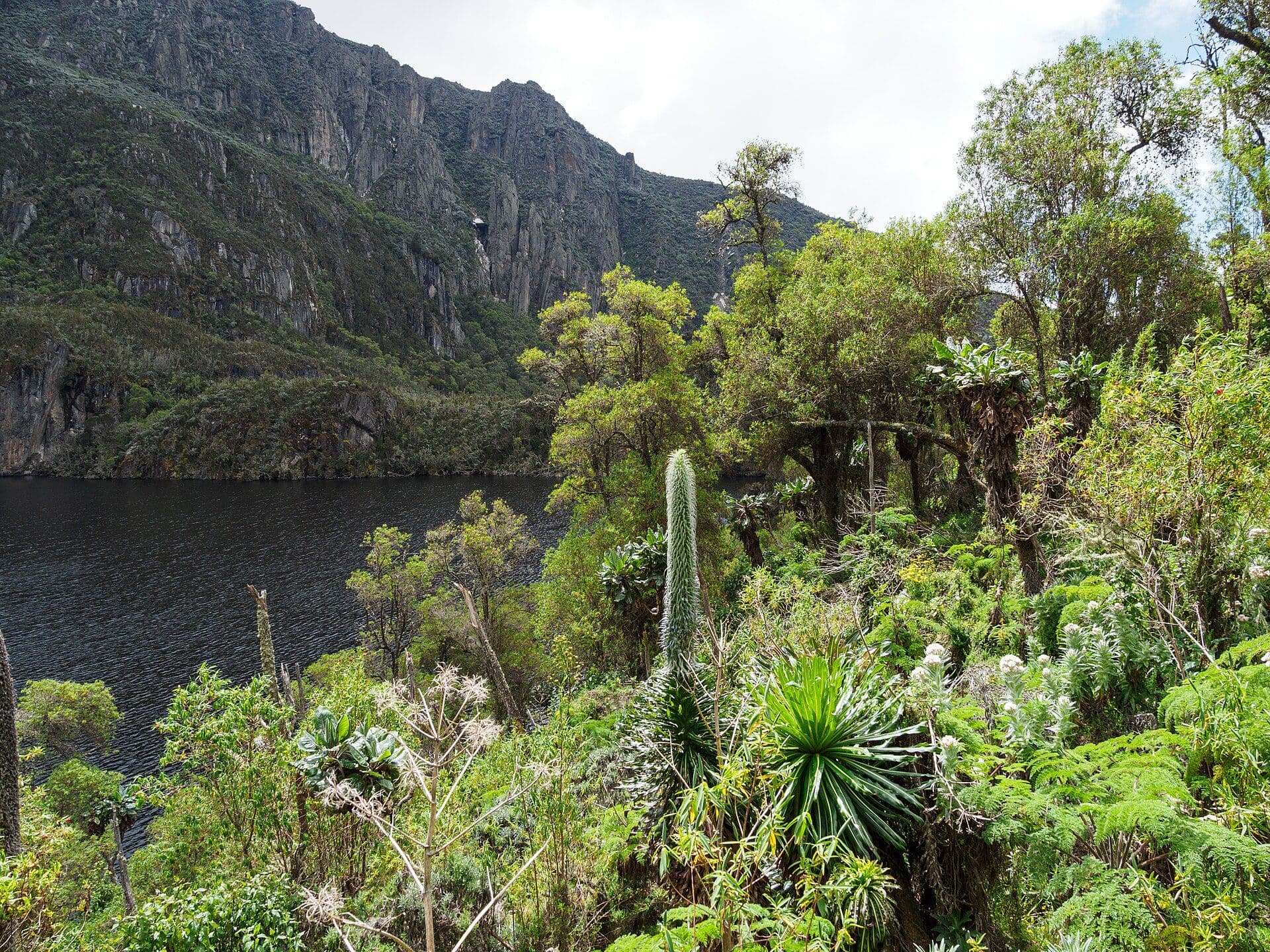 Giant lobelia above a Rwenzori lake. Dave: 'We were in a semi-arid section marked by large lobelia and dwarf trees.' Photo: Rafał Kozubek, CC BY-SA 4.0, via Wikimedia Commons.